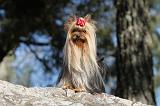 YORKSHIRE TERRIER 215